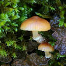 Camarophyllus apricosus (E. Horak) E. Horak 1990 resmi