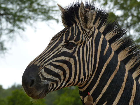 Image of Burchell's Zebra