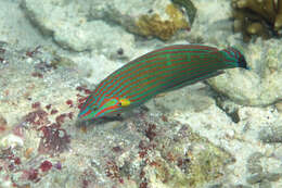 Image of Hoeven's wrasse