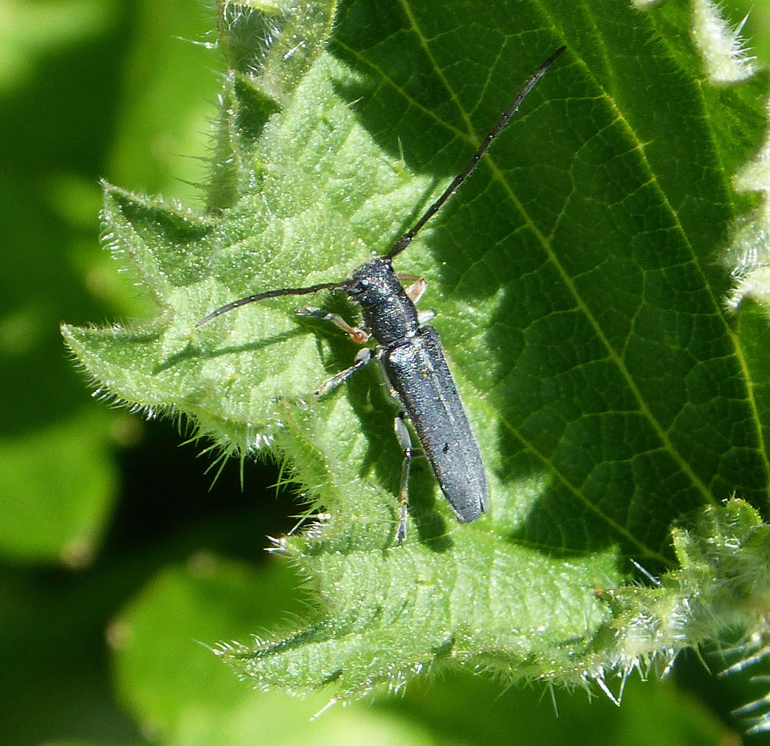 Слика од Phytoecia cylindrica (Linné 1758)