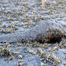 Image of ground pangolin