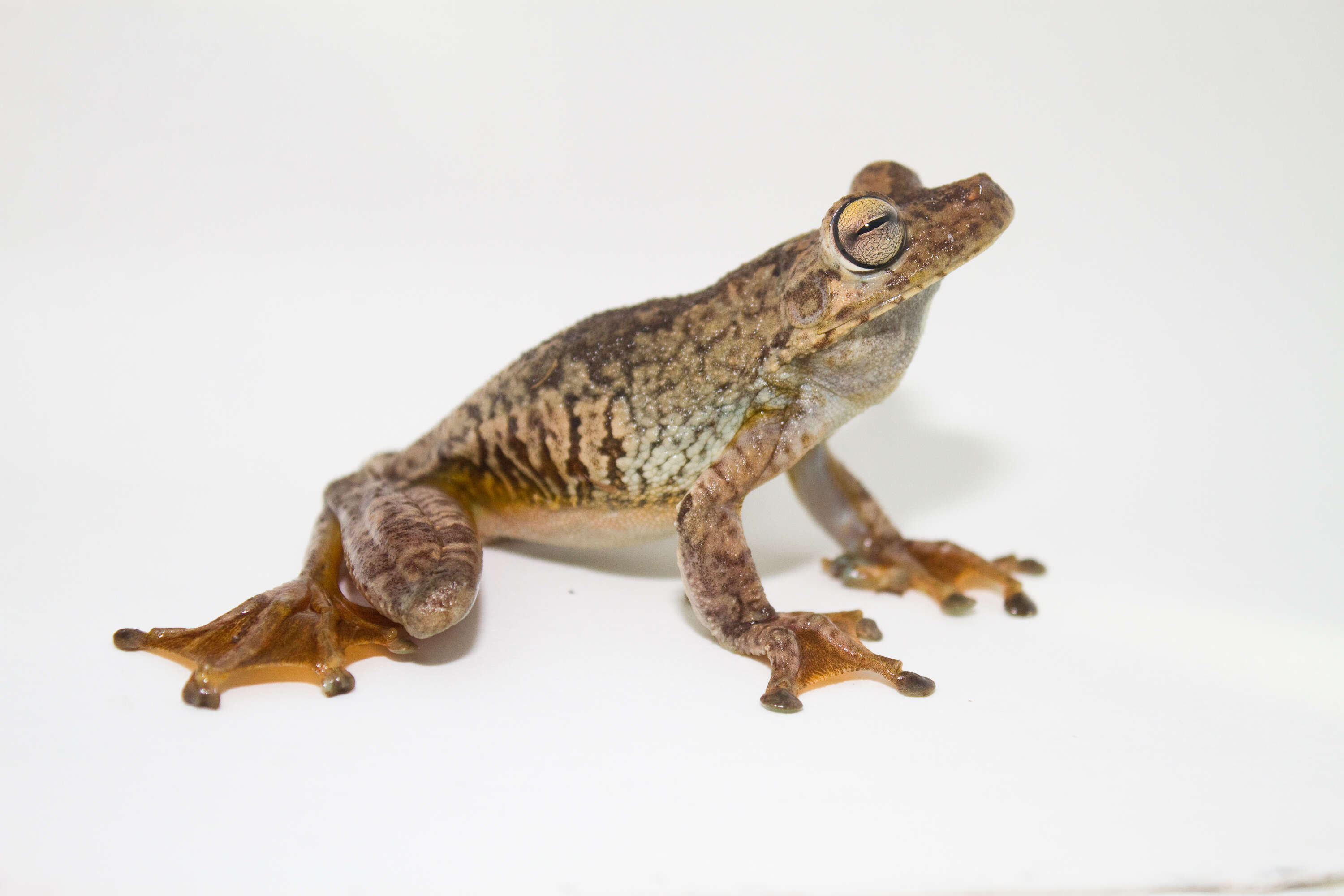 Image of Rosenberg's Gladiator Treefrog