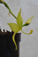 Image of Cycnoches ventricosum Bateman