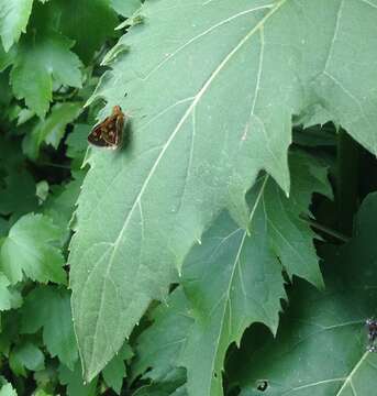 Image of cup plant