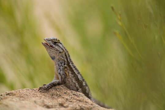 Imagem de Sceloporus occidentalis longipes Baird 1858