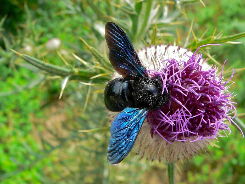 Image of carpenter bee