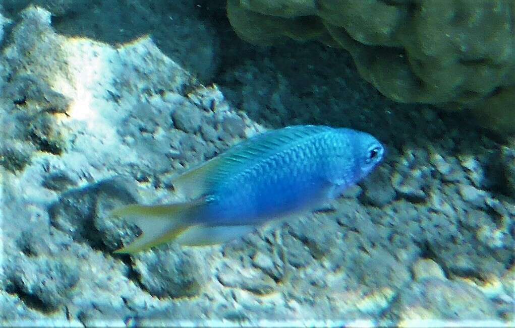 Image of Blue damsel