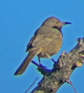 صورة Toxostoma bendirei (Coues 1873)