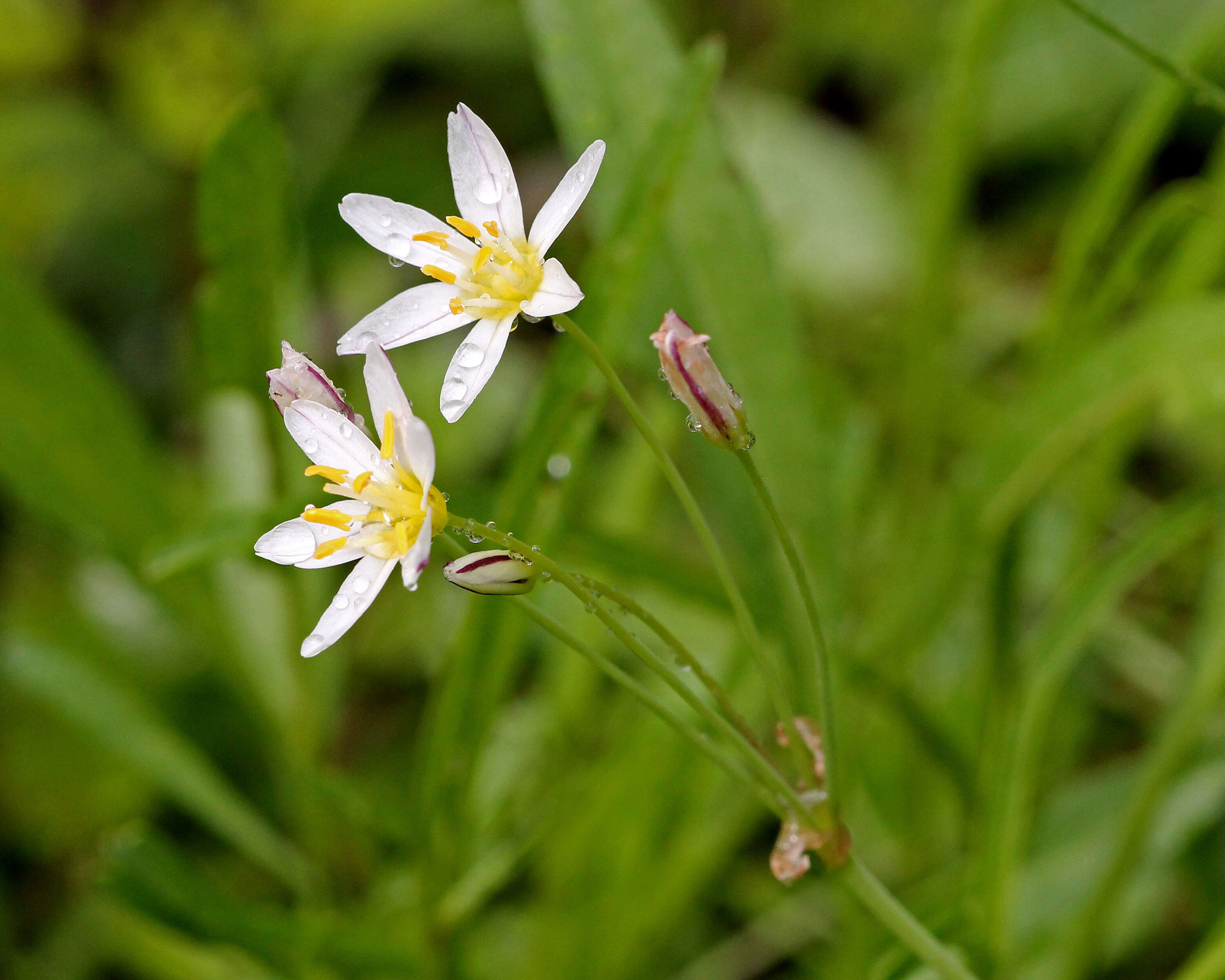 Image of false garlic