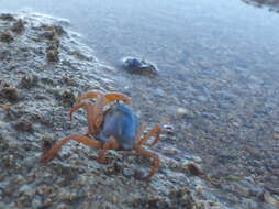 Image of grenadier crabs