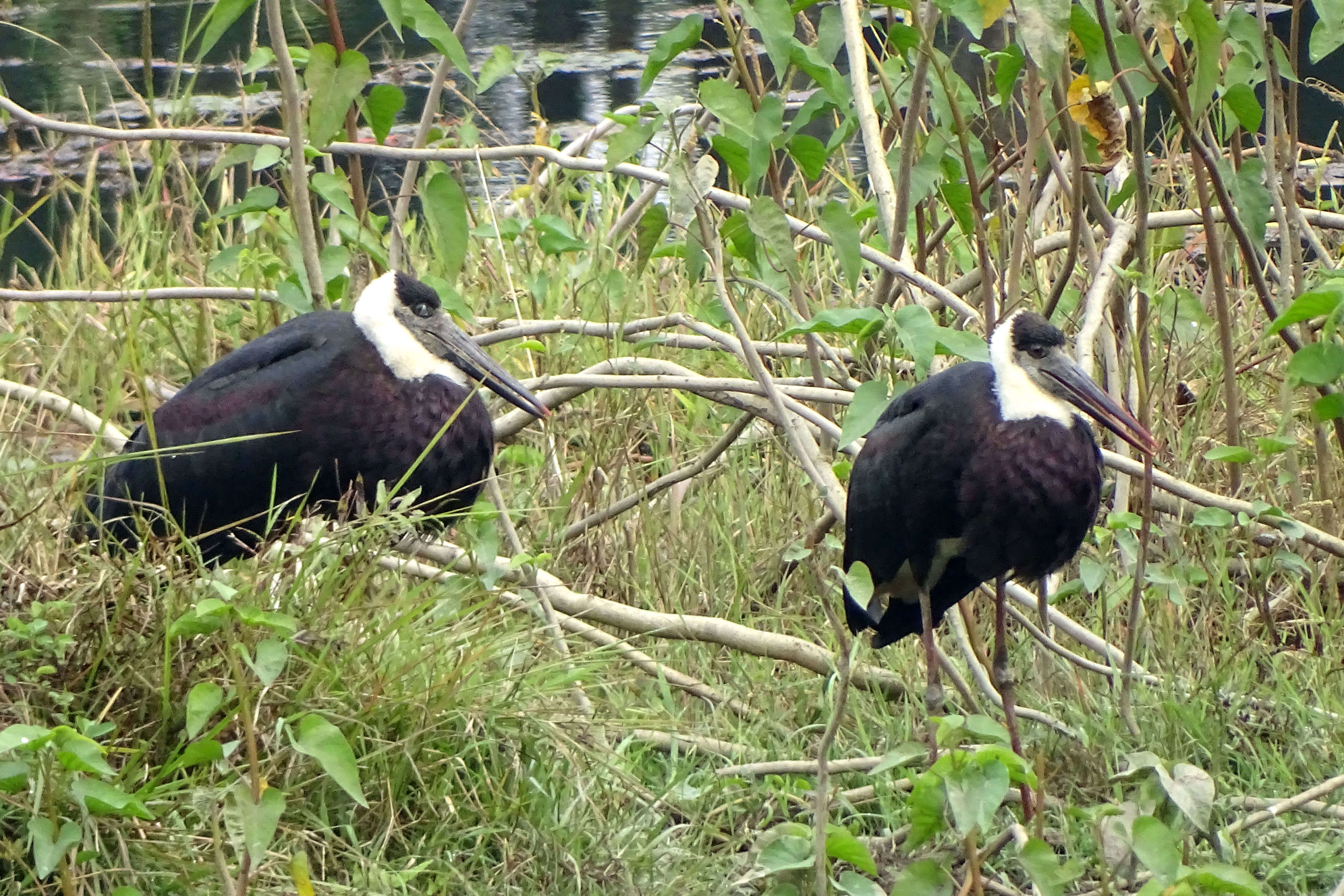 Image of Asian Woolly-necked Stork