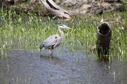 Image of Ardea Linnaeus 1758