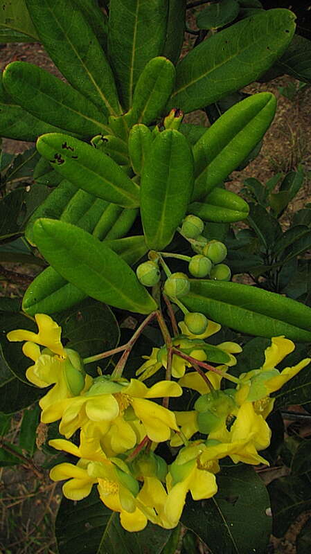 Plancia ëd Davilla sessilifolia Fraga