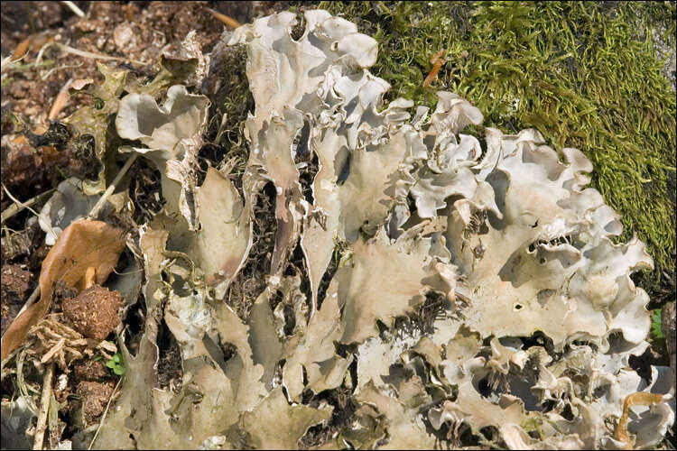 Image of Field dog-lichen;   Felt lichen