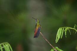 Image of Rufous-tailed Hummingbird