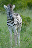 Image of Burchell's Zebra