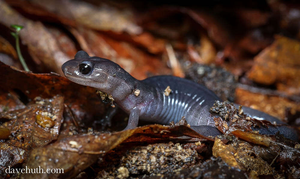 Image de Plethodon Tschudi 1838