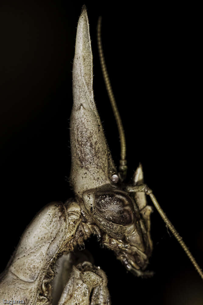 Image of Empusidae