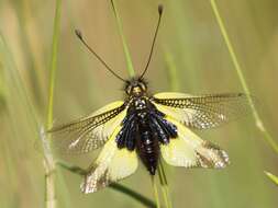 Image of Libelloides cunii (Navás 1901)