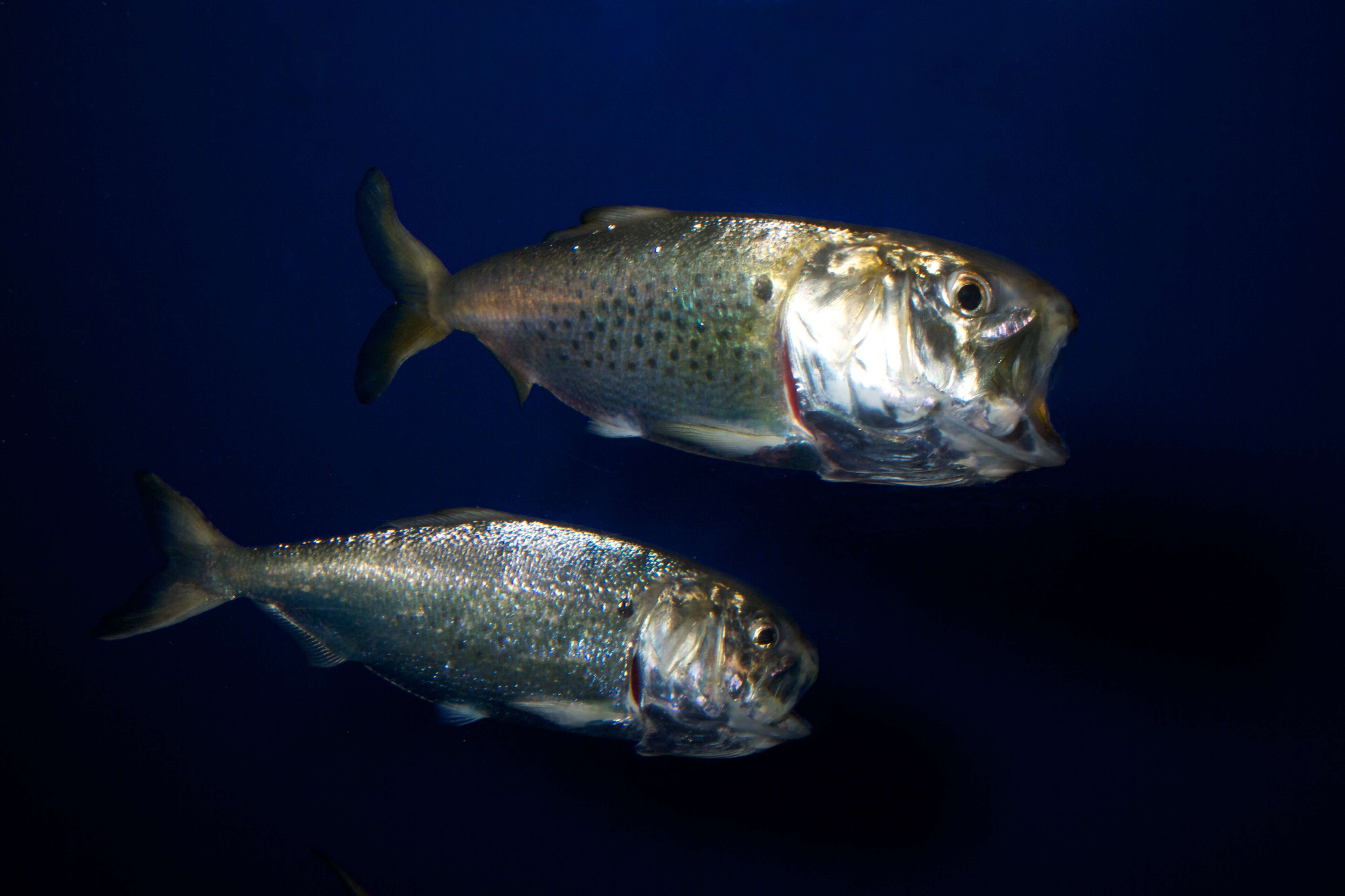 Image of Atlantic Menhaden