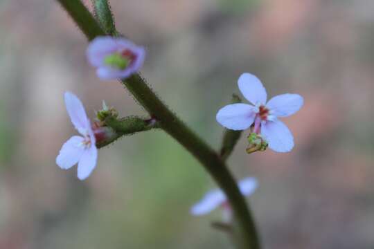 Image de Stylidium graminifolium Sw. ex Willd.