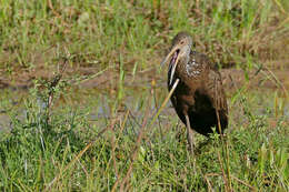 Image of limpkins