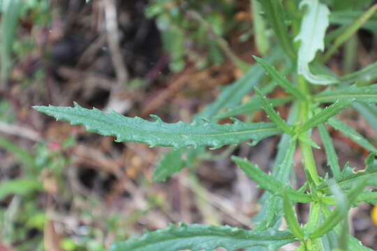 Image of Senecio pinnatifolius var. lanceolatus (Benth.) I. Thomps.