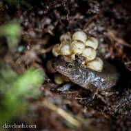 Image of Dusky Salamander