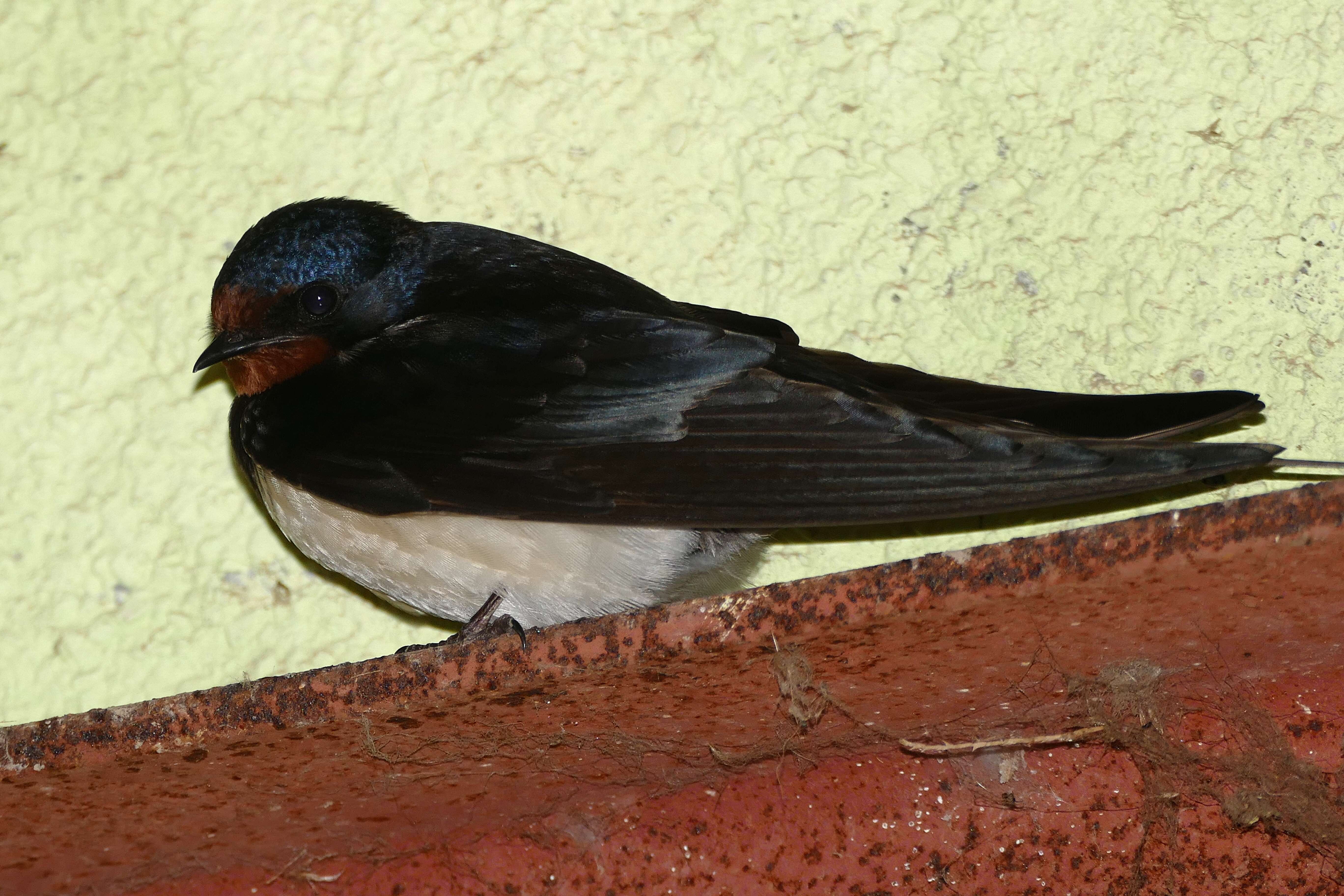 Image of Hirundo Linnaeus 1758