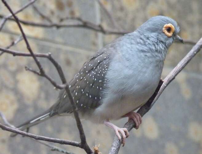 Image of Diamond Dove