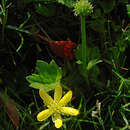 Image of Ranunculus lowii Stapf