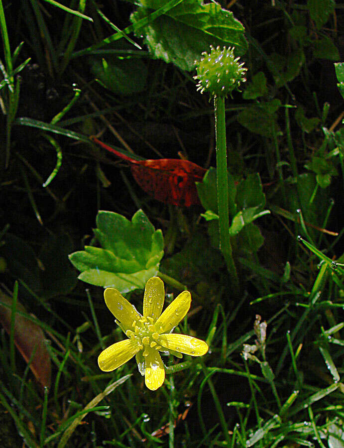 Image of Ranunculus lowii Stapf