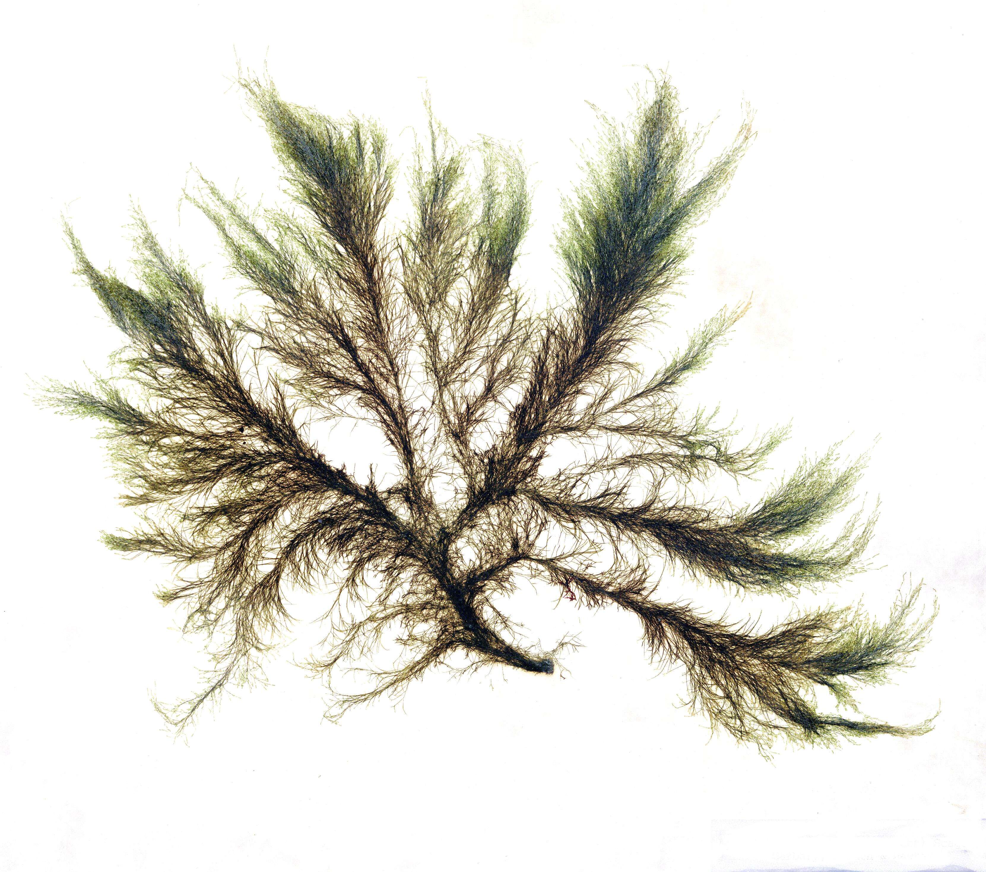 Image of Acrosiphonia J. Agardh 1846