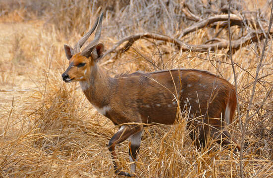 Image of Spiral-horned Antelope