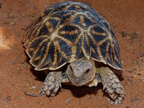 Image of Serrated Tortoise