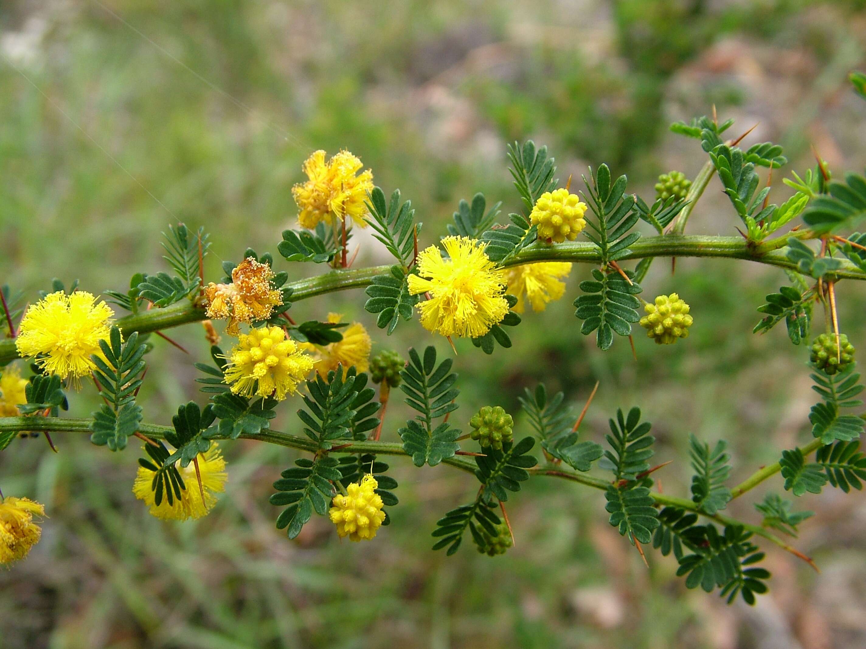 Acacia pulchella R. Br. resmi