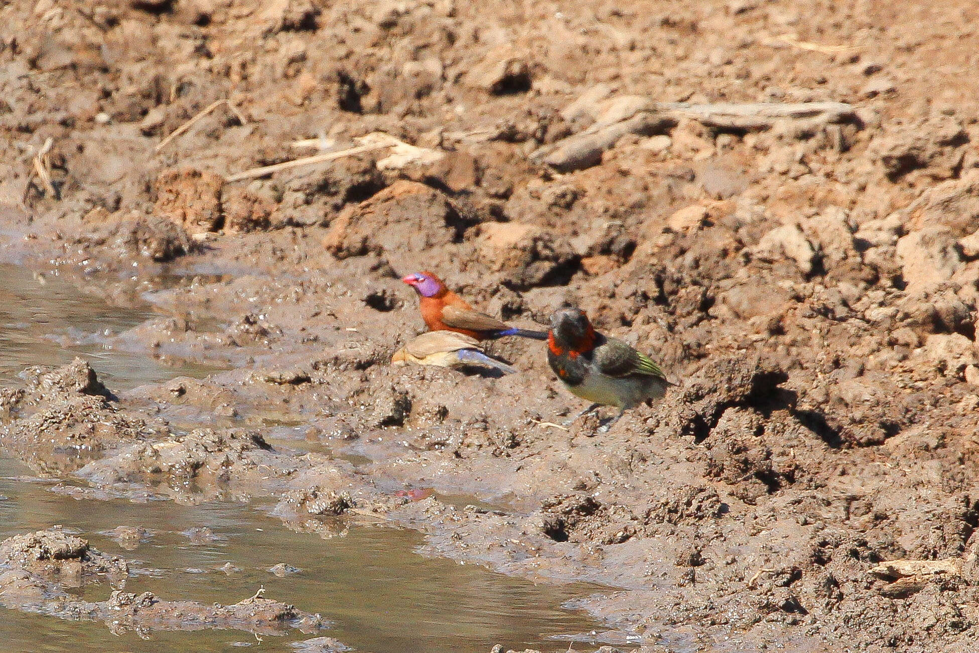 Image of Black-collared Barbet