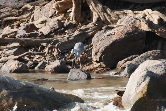 Image of Yellow-billed Stork