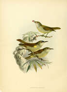 Image of Anthreptes Swainson 1832