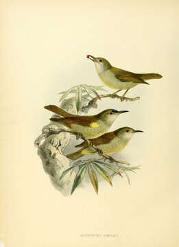 Image of Anthreptes Swainson 1832