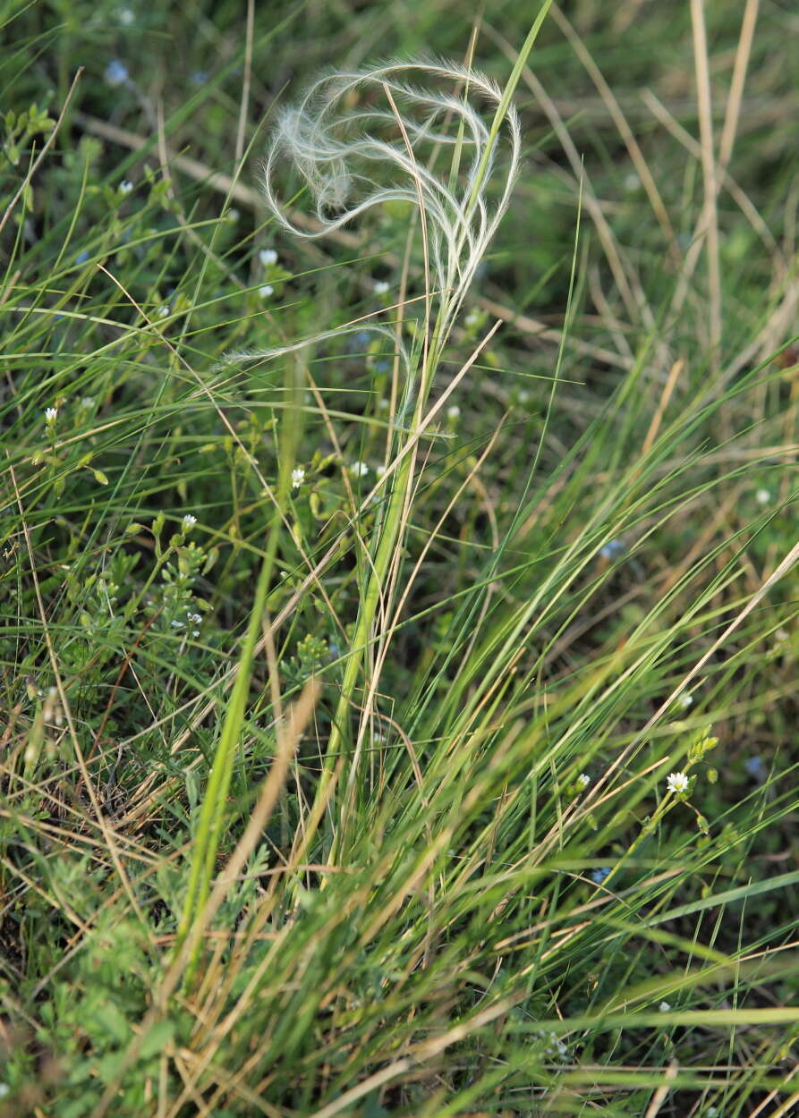 Imagem de Stipa pennata subsp. pennata