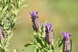 Image of French lavender