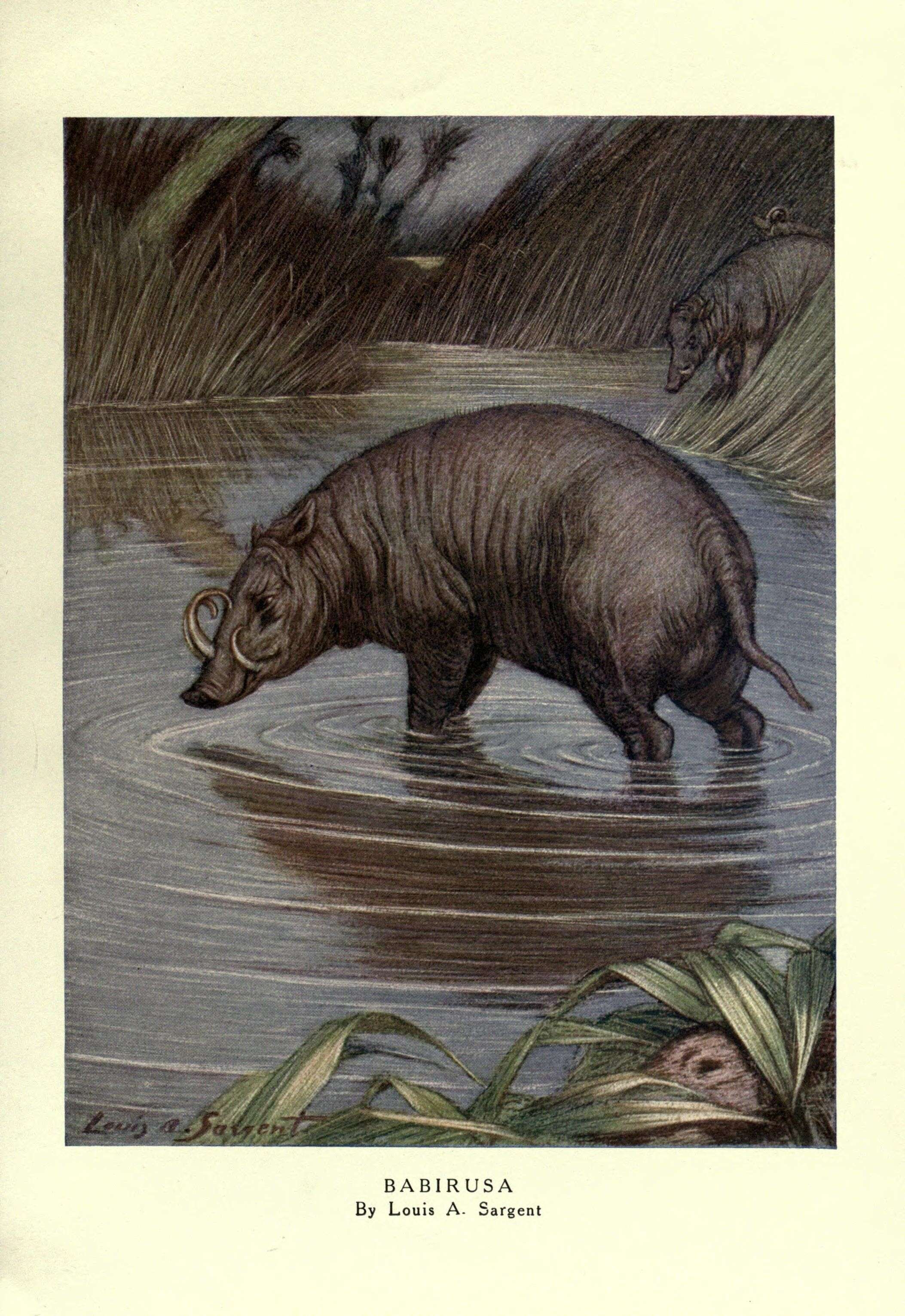 Image of babirusa
