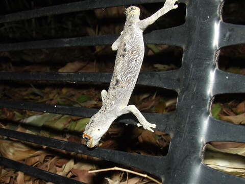 Image of spiny-tailed geckos