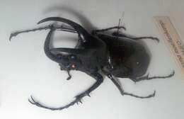 Image of Chalcosoma