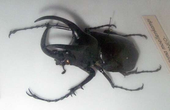 Image of Rhinoceros beetle