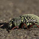 Image of Catasarcus impressipennis (Boisduval 1835)