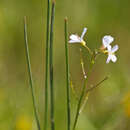 Sivun Cardamine apennina Lihova & Marhold kuva