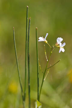 Image of Cardamine apennina Lihova & Marhold