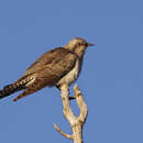 Image of Pallid Cuckoo